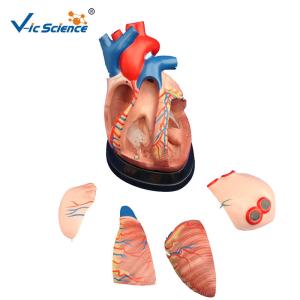 China CE Vic Science Middle Heart Human Anatomical Model Teachers Doctor Using factory