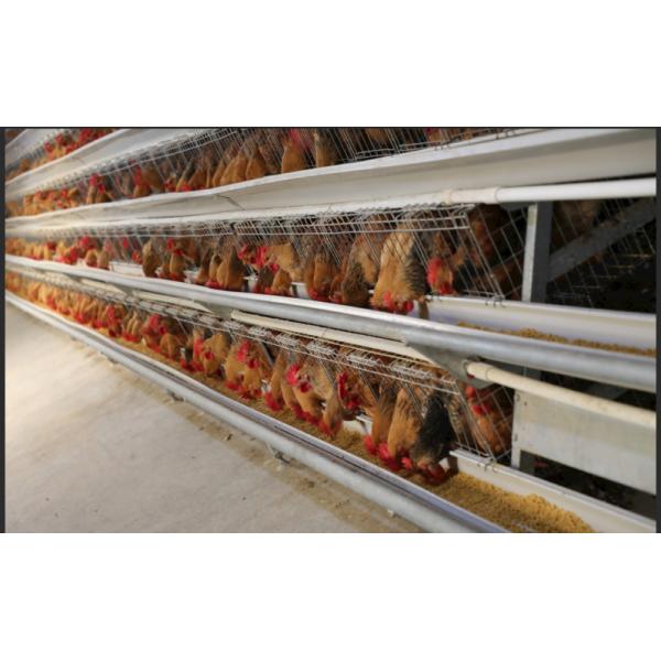 China Stable And Durable Prefabricated Steel Structure Poultry Farm Building factory