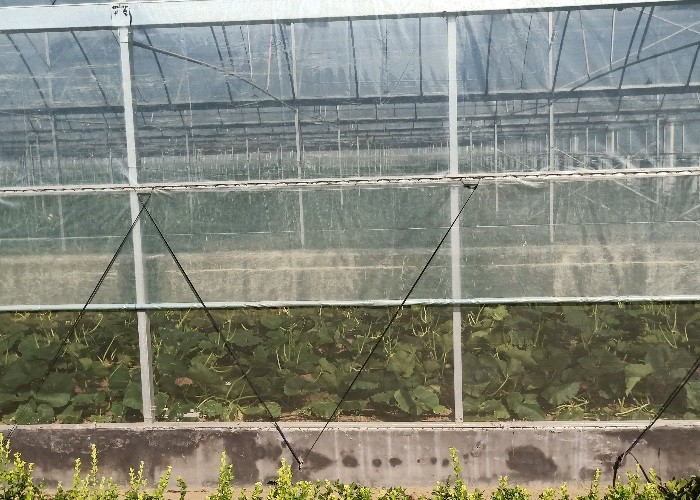 50meter Hot Galvanized Steel Pe Film Greenhouse Tomato Nuersery Seedling With Rolling Bench