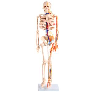 China 85CM Full Body Skeleton Anatomy With Nerves And Blood Vessels VIC-102B factory