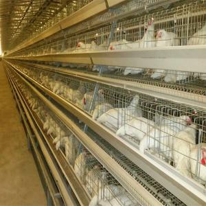 China 160 Birds A Type Poultry Cage Hens Poultry Egg Farming Equipment factory