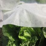 3% UV Protective 150gsm Agricultural Mulch Film