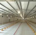 Automatic Poultry Equipment Broiler Feeding And Drinking System Chicken Farm