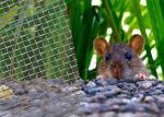 Durable Corrosion Resistant Stainless Steel Welded Mesh Rodent Proof
