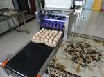 Intelligent Automatic Inkjet Marking Machine For 30 Holes Entire Pallet Eggs