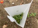 SGS Recyclable Clear Corrugated Plastic Tree Guards
