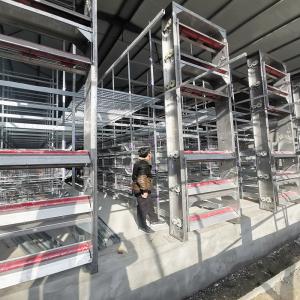 China Multi Tier Poultry House Cleanout Equipment , 1.2mm 220v Battery Cage System factory