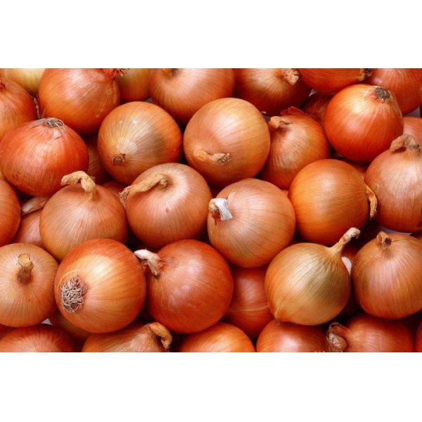China 6cm Spicy Osteoporosis Proof Natural Fresh Onion factory
