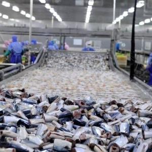 High Capacity Canned Sardines Making Machine With Automatic Grade Automatic