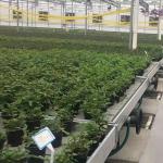 Commercial Greenhouse Rolling Benches Transportable Breeding Nursery Seedling