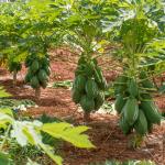 Papaya Leaf Enzymes Customized 50TU/MG-1000TU/MG 300USP-6000USP