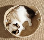 Anti Anxiety Indoor Rattan Cat Bed Round Soft Litter Mat Cushion For Pets