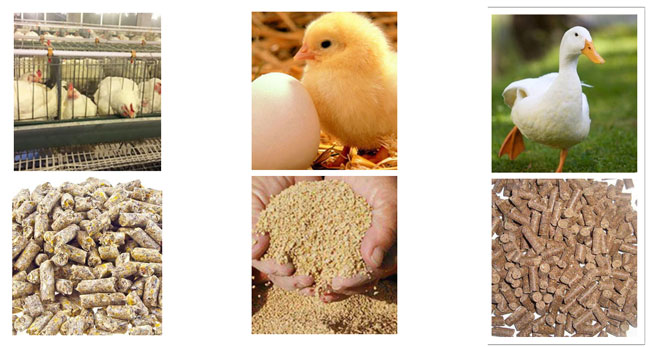animal feed production line