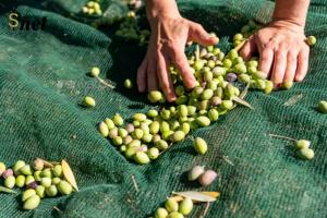 China HDPE Fruit Tree Collection Net Green Olive Harvesting Net 5x10m 6x12m factory