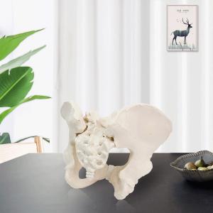 China Eco-friendly PVC 1:1 Life Size Medical Education Artistic Creation Design Ergonomics Physical Education Female Pelvic Model factory