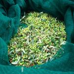 Olive Nets, Olive Harvest Nets for Sale