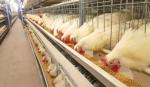 Clostridium butyrate Feed Probiotics For Broiler