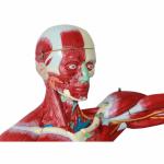 ODM Muscle Anatomical Skeleton Model Environmentally Friendly