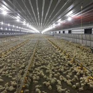 China OEM ODM Automatic Chicken Nipple Drinker Waterer System ISO9001 factory