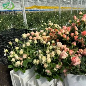 Double Layer Hydroponic System High Tunnel Film Greenhouse with Customization