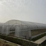 48mm Arch Pipe 150 Micron Agriculture Plastic Film Covered Single Tunnel