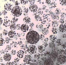 China Protein Purification Agarose Carboxyl Magbeads 10 - 30 μm 20% Volume Ratio 5 mL factory