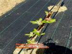 Garden Agricultural Weed Mat,Plastic Ground Cover, Weed Control Mat, pp woven