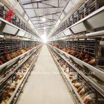 Automatic Customize Stable Layer Poultry Farm Cage Battery Bigger Size Rose
