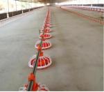 Automatic Chicken Poultry Equipment Chicken Feeding Line 50-100kg/H