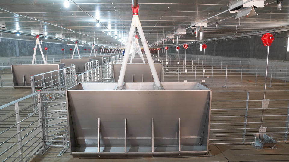 Husbandry Stainless Steel Auto Feeder For Pigs Hog Anti Rust