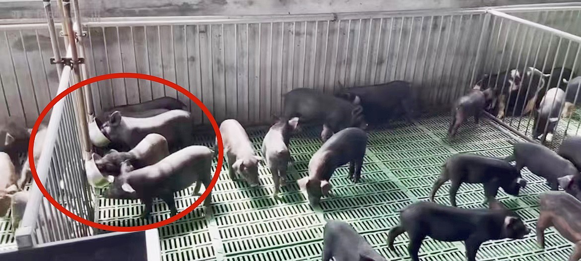 Medium Self Watering Bowl For Small Medium Large Sized Pigs