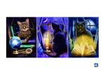 Wall Art 3D Lenticular Picture Flip Cute Cats And Dolphins With 12X17 Inches