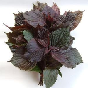 China Perilla Frutescens Extract, 10:1 TLC, 100% natural food ingredient, ISO certified. Shaanxi Yongyuan factory