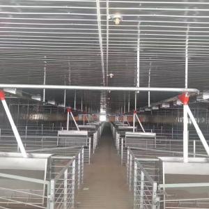China Modern Galvanized Sow Gestation Stalls 1m Height With Concrete Slat Flooring factory