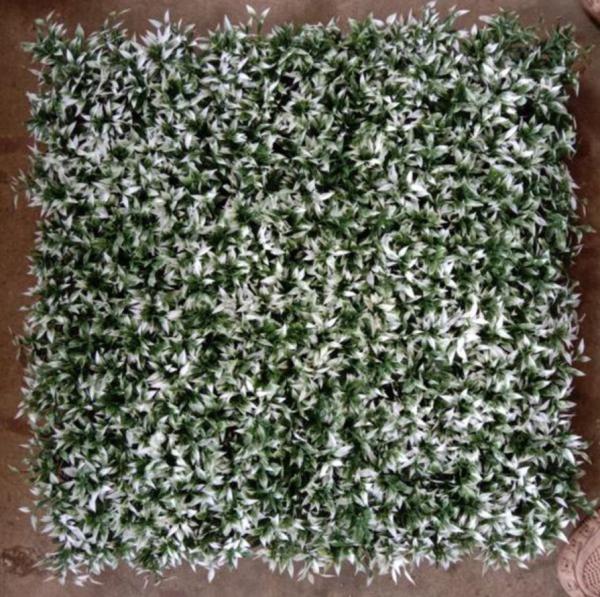 Artificial Wall Grass For Elevating Your Building'S Aesthetics With 50cm*50cm