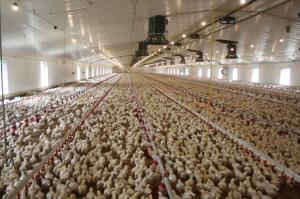 China Heavy Duty Steel Structure Poultry House HDG Steel Frame Farm Buildings factory