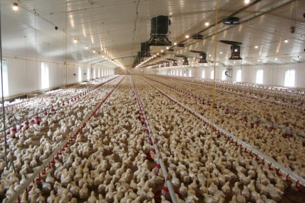 Heavy Duty Steel Structure Poultry House HDG Bolts Connection Steel Frame Farm