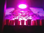 Single 3w chip led grow light,150W,300W