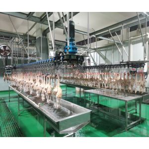 1000bph Auto Chicken Slaughtering Machine Poultry Defeathering Equipment