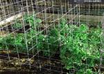 ISO9001 SS304 SS201 Plastic Coated Wire Mesh Panels For Support Of Plants