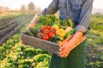 Plant-Based Organic Fertilizer 80% Total Amino Acid OMRI Certified Derived from