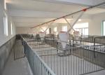 Hot Dip Galvanized Piggery Farm Equipment PVC board Weaner Raised Farrowing