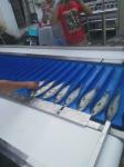 ISO Automatic Fish Cutting Machine Multiscene 1550x800x1450mm