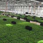 Greenhouse Made In China Automatic Hoop Greenhouses Blackout Light Deprivation