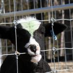 Excellent Hot Dipped Galvanized Cattle Fence Fence Grassland Wire Fence Factory