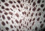 Enzyme wash hotsale knitting suede printed polyester scarf spandex fabric