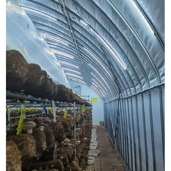 China Modern Sunlight Glass Greenhouse with Automatic Irrigation System factory