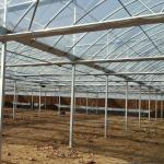 50meter Hot Galvanized Steel Pe Film Greenhouse Tomato Nuersery Seedling With