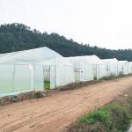 8x30 Meter Agricultural Commercial Vegetable Plastic Film Tunnel Greenhouse For