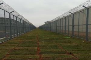 China Welded Razor Wire Mesh Fencing Panels With Diamond Hole For African Market factory